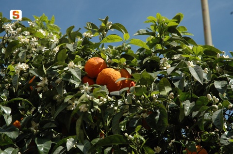 albero-arancio.jpg