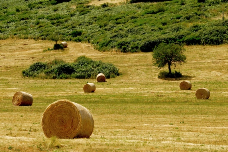 fieno.jpg