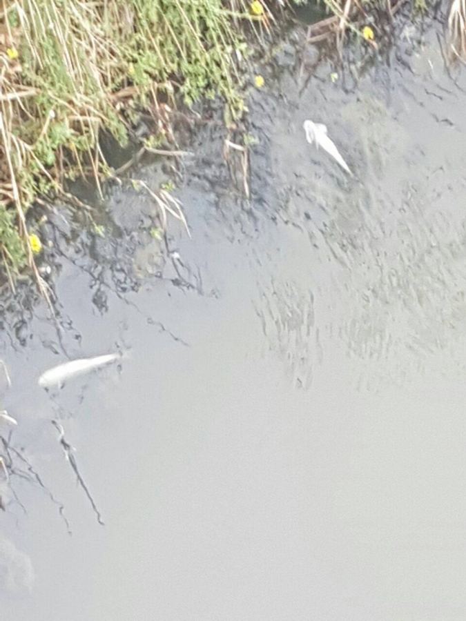 Fonte immagine: Antonio Bidoni